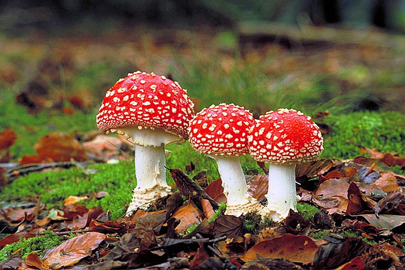Exploring the Enigmatic Beauty of Amanita Mushrooms